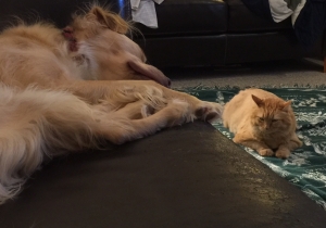 Covenant Cat is unable to hide his feelings for his canine sibling.